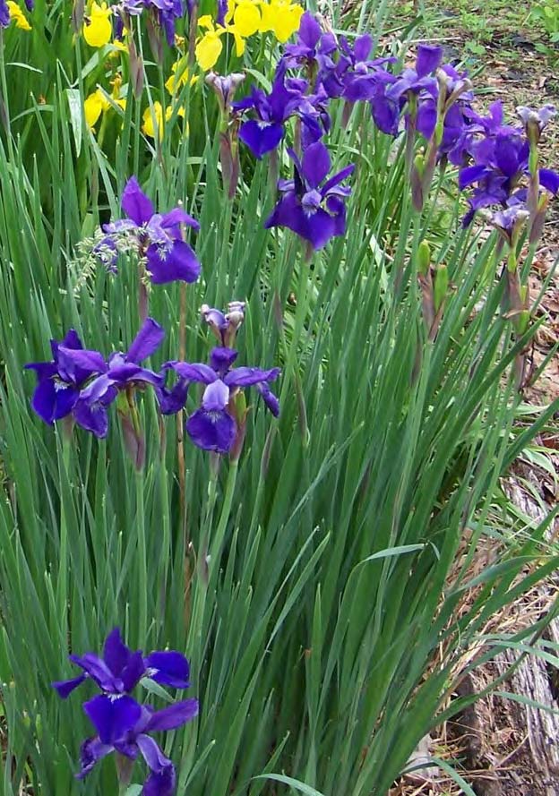 Photo of an Iris
