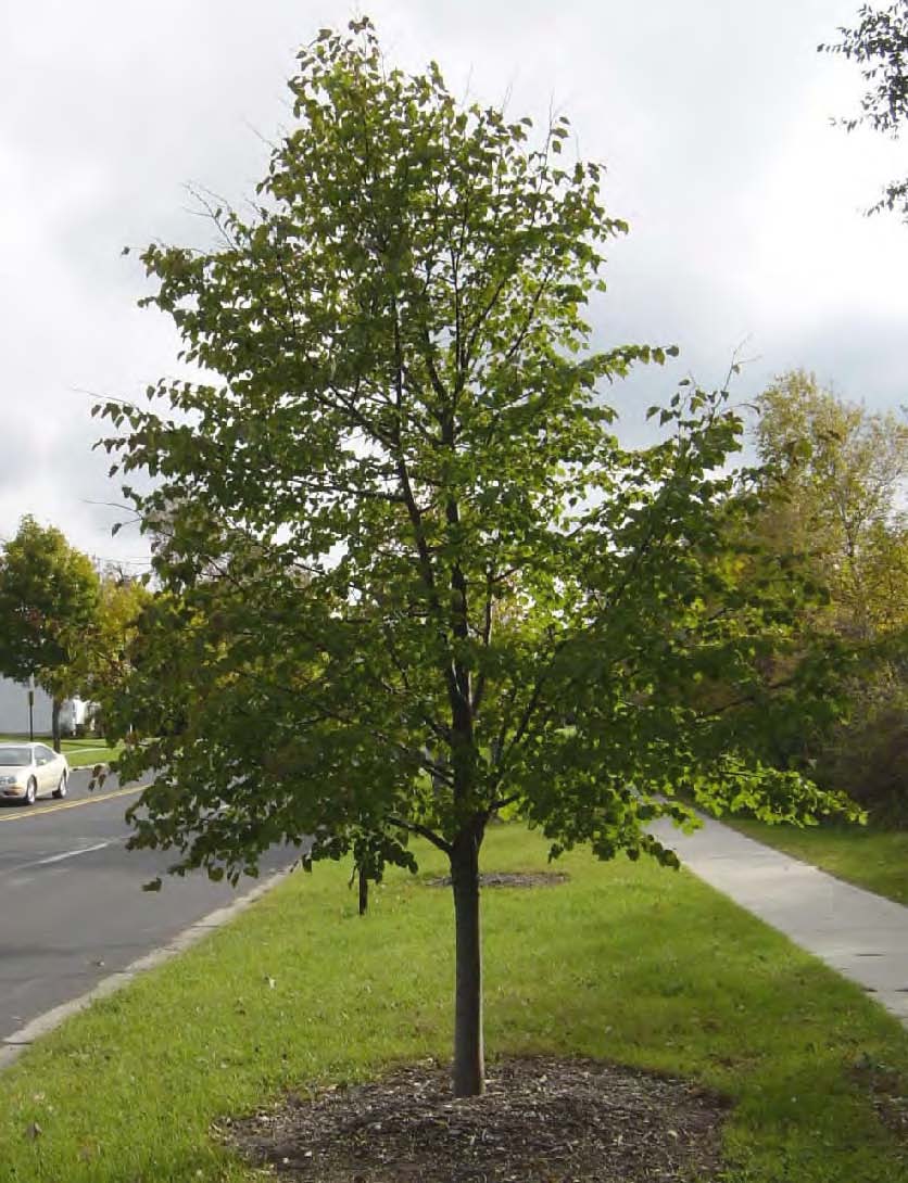 Photo of a Linden Tree
